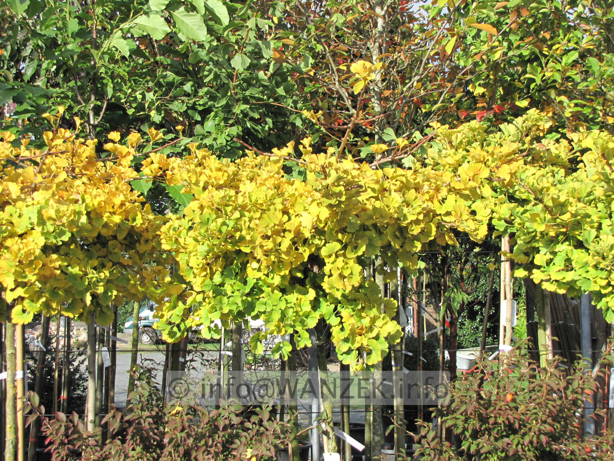 Ginkgo biloba Marijke - Herbst.JPG